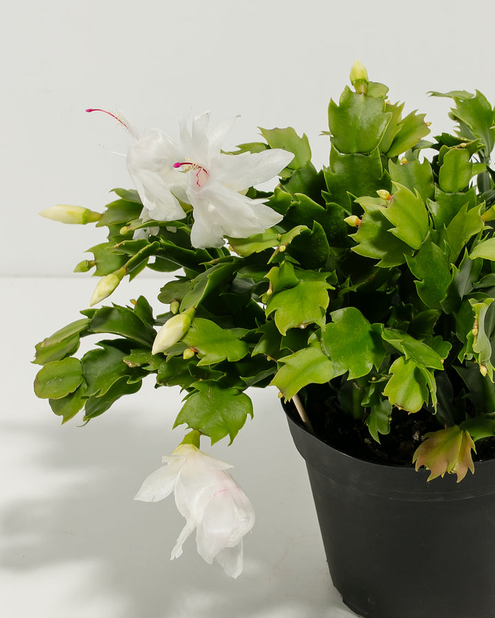 Close-up detail of Christmas cactus flat segmented green leaves with notched edges characteristic of tropical holiday cacti. Fine botanical texture showing the unique paddle-shaped leaf structure differentiating Christmas cactus from typical desert cacti varieties.