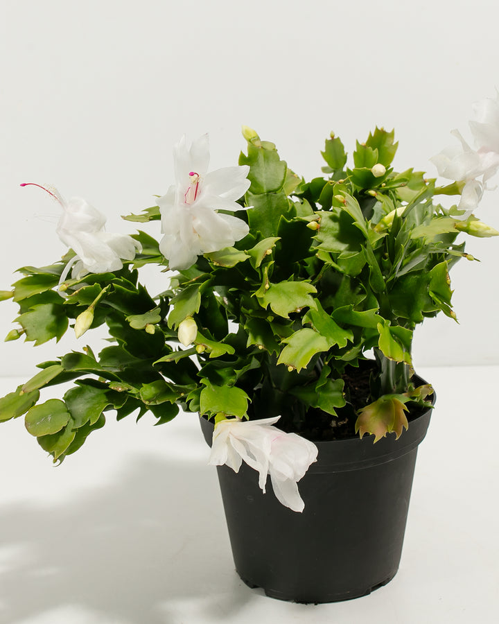 Christmas cactus blooms captured in detail showing white ruffled flowers with curved magenta stamen, trailing segmented green foliage, and multiple flower stages. Botanical imagery highlighting the abundant holiday blooming capacity and natural trailing growth form of Christmas cactus.