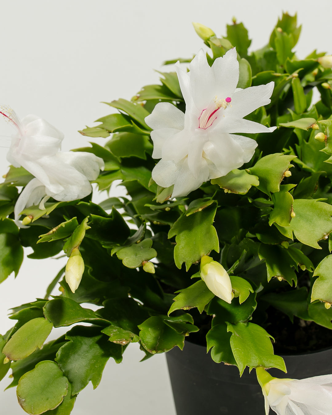 Fine macro detail of individual white Christmas cactus bloom revealing delicate petals, prominent hot-pink stamen structures, and soft color gradations. Close botanical examination showcasing the exquisite flower form and reproductive details prized by Christmas cactus collectors.
