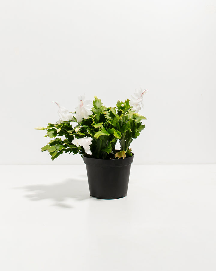 Six-inch white Christmas cactus in professional black nursery pot displaying mature plant structure and active white flower production. Fully-established grower-ready plant ideal for direct retail sale, wholesale distribution, or personal garden establishment.