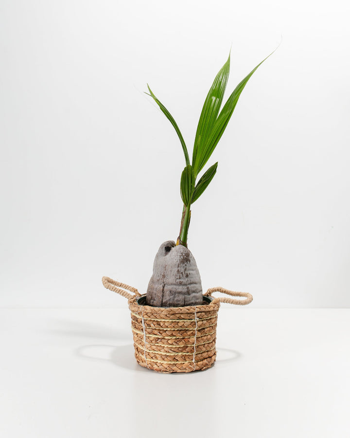 Coconut Palm Tree