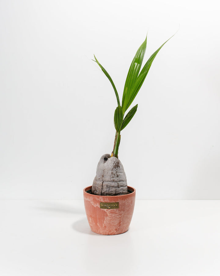 Coconut Palm Tree