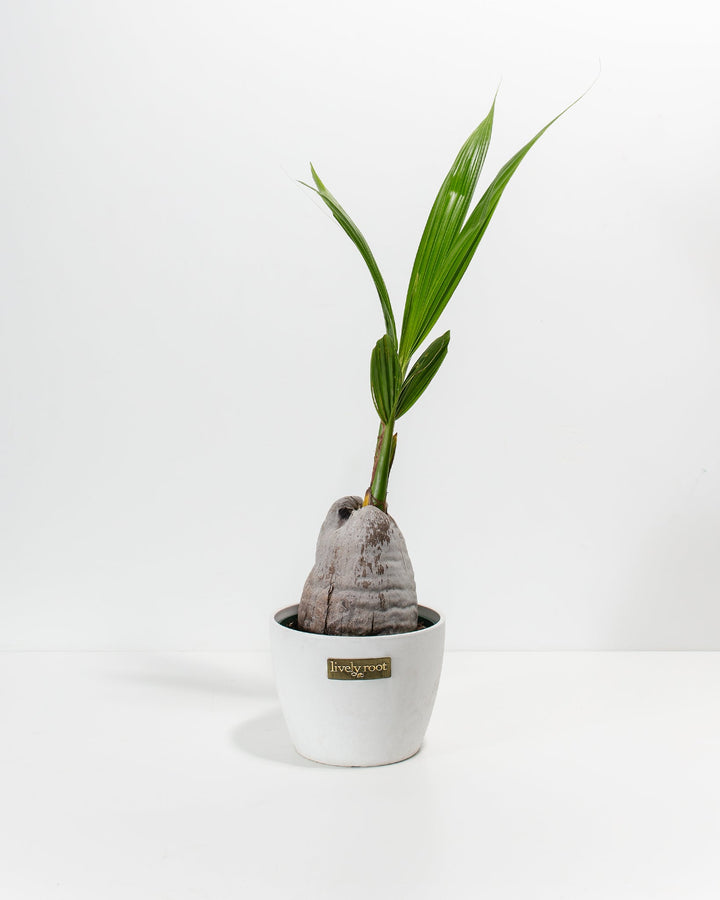 Coconut Palm Tree