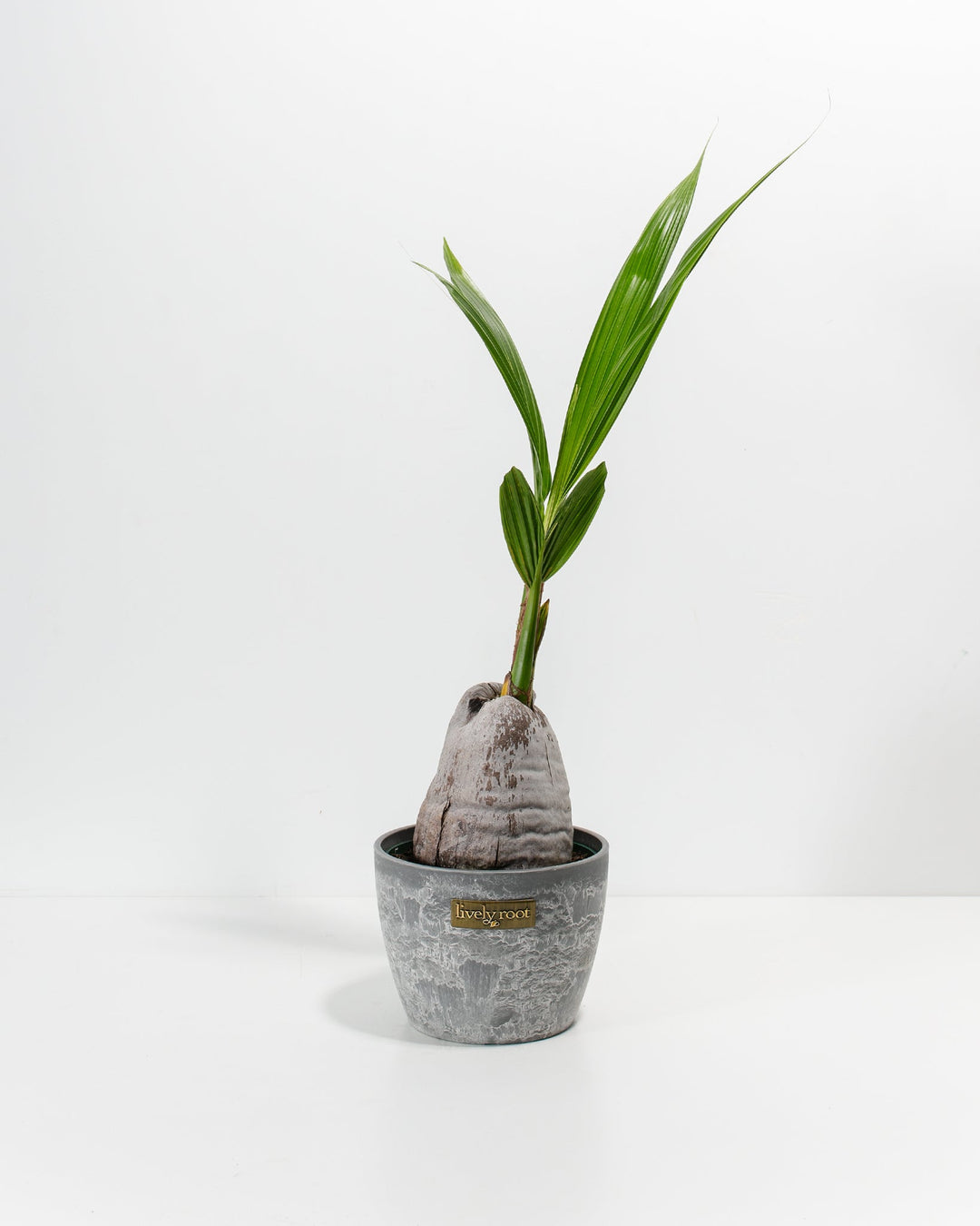 Coconut Palm Tree