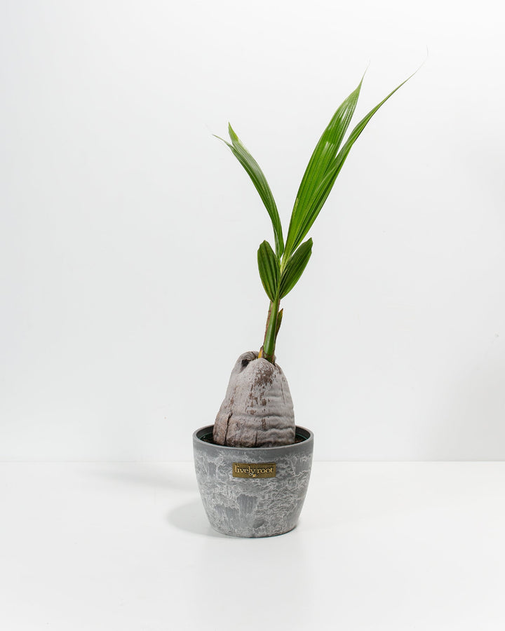 Coconut Palm Tree