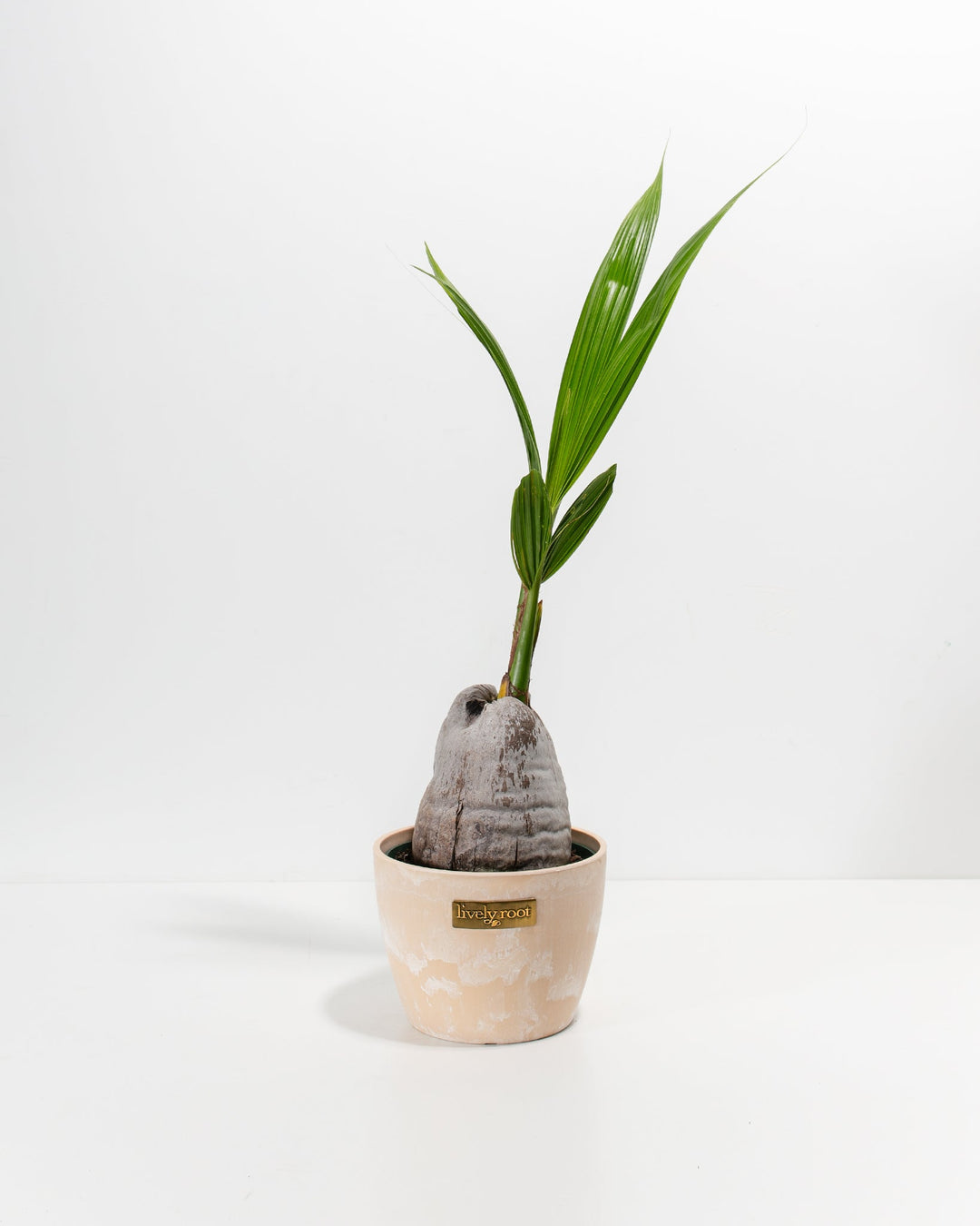 Coconut Palm Tree