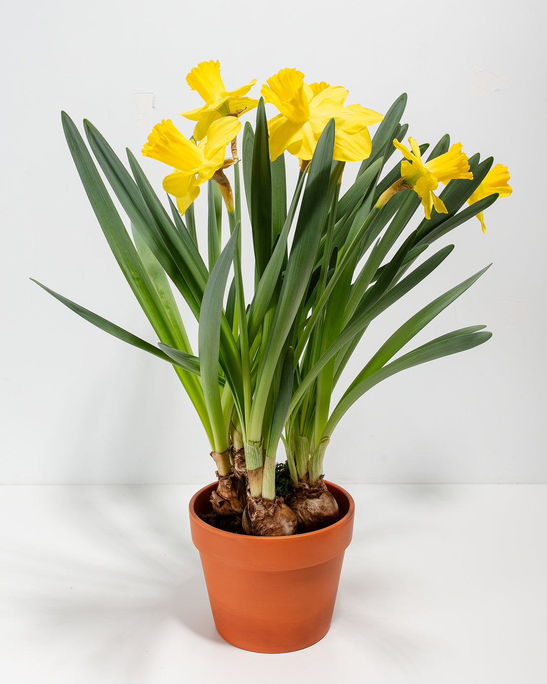 Yellow Daffodil