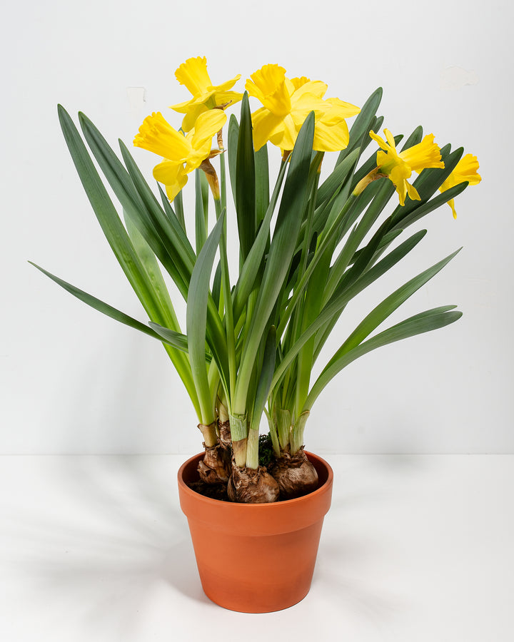 Yellow Daffodil
