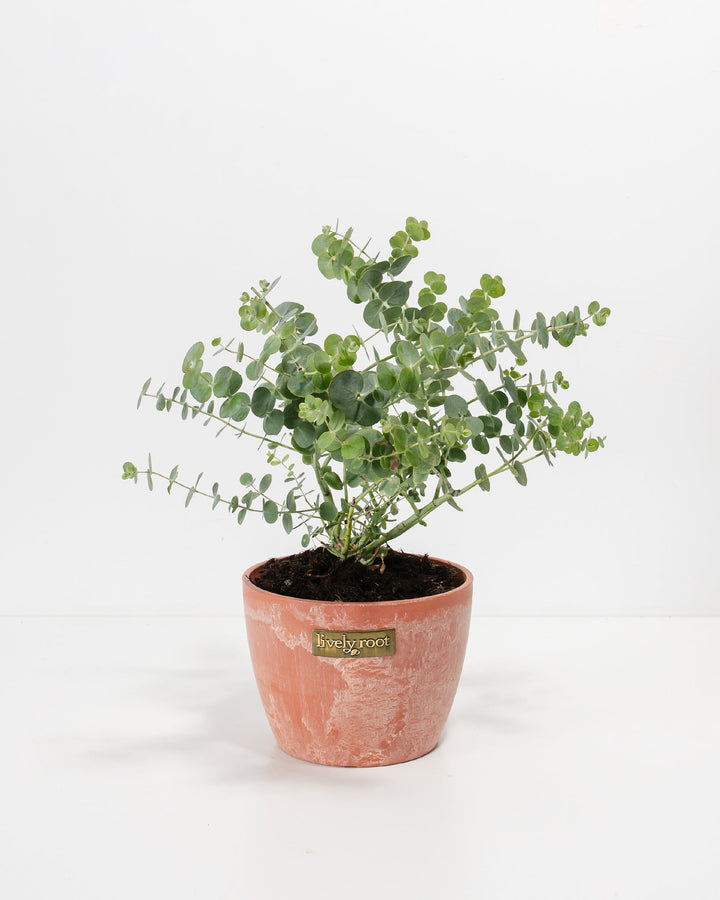 Baby Blue Eucalyptus