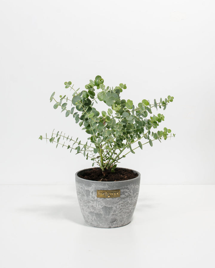 Baby Blue Eucalyptus