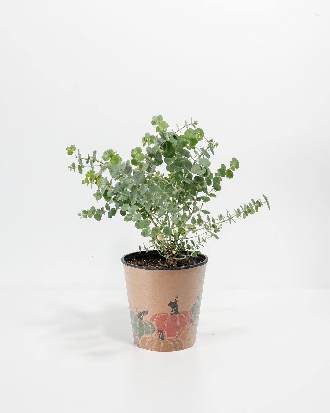 Baby Blue Eucalyptus