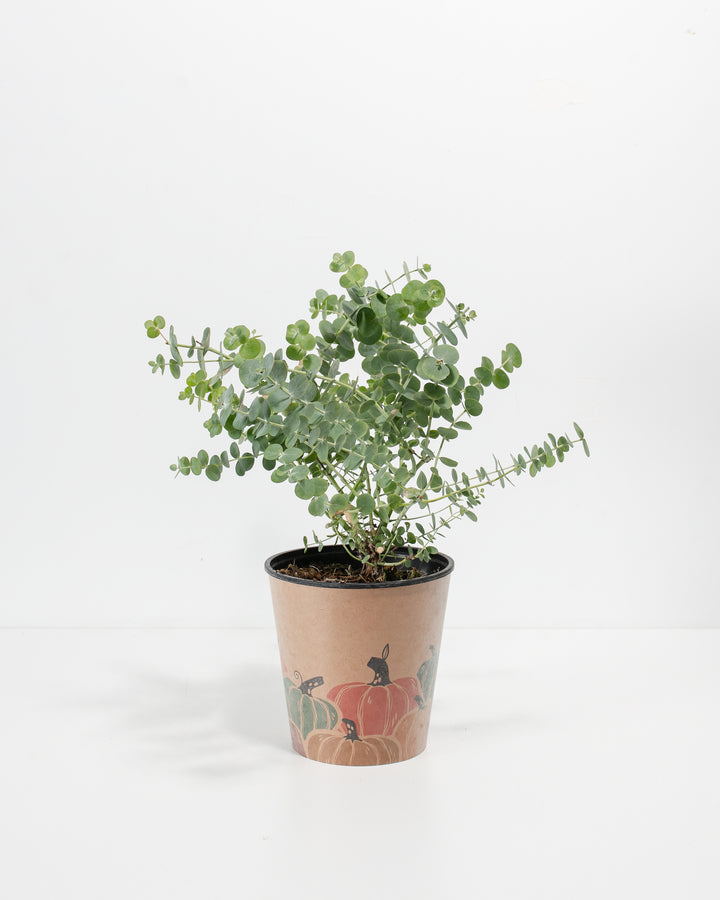 Baby Blue Eucalyptus