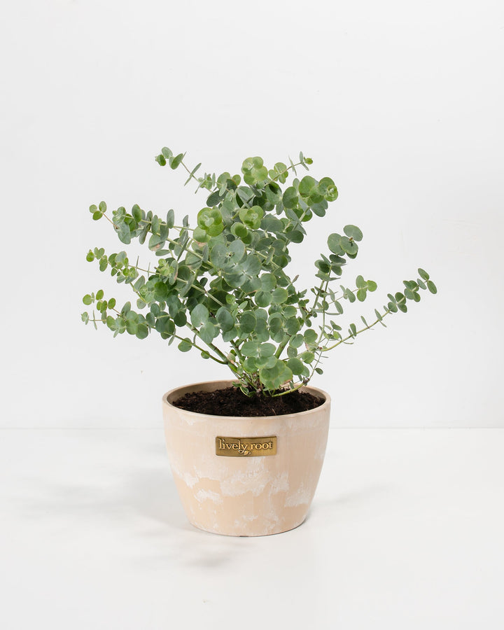 Baby Blue Eucalyptus