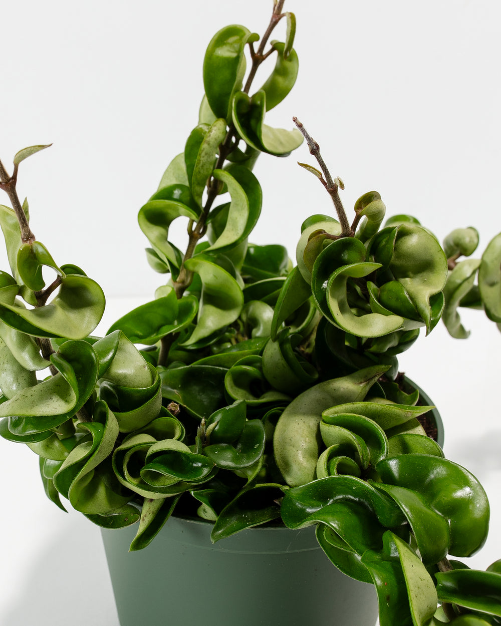 Close-up of new growth on Hindu Rope Plant showing curling leaves still unfurling