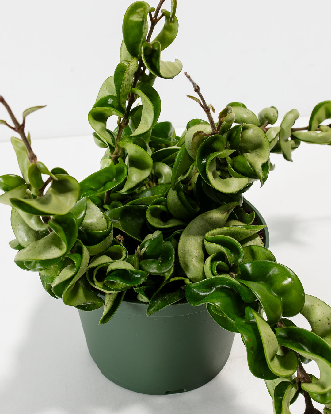 Detail shot of Hoya compacta vines cascading from a green grower pot