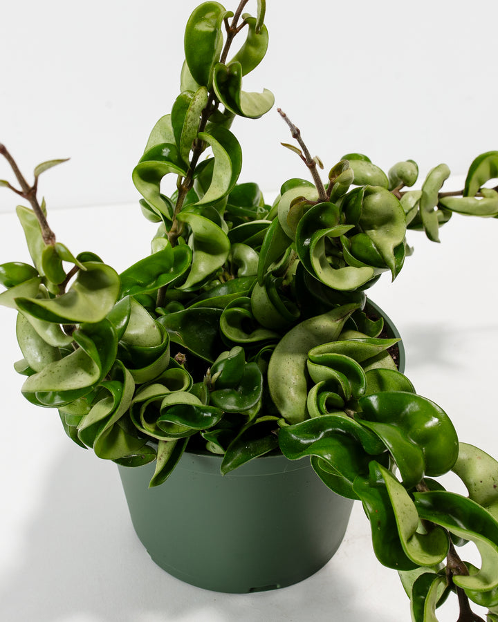 Detail shot of Hoya compacta vines cascading from a green grower pot