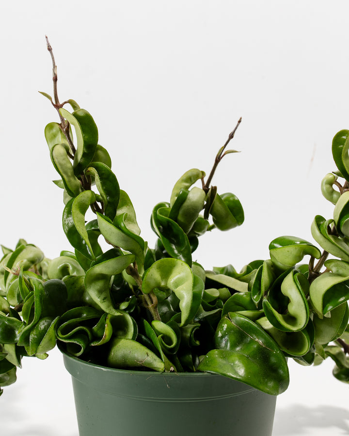 Close-up of Hindu Rope Plant foliage showing the tightly curled, waxy leaf clusters