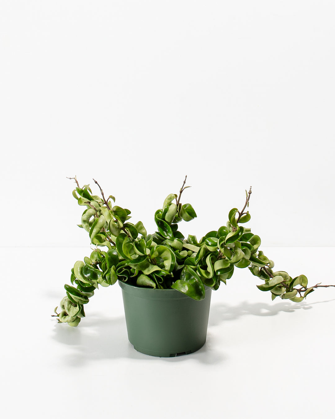 6" Hoya Compacta in a green plastic grower pot with full trailing rope-like vines