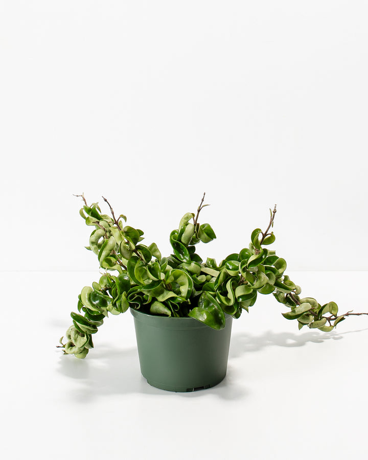 6" Hoya Compacta in a green plastic grower pot with full trailing rope-like vines