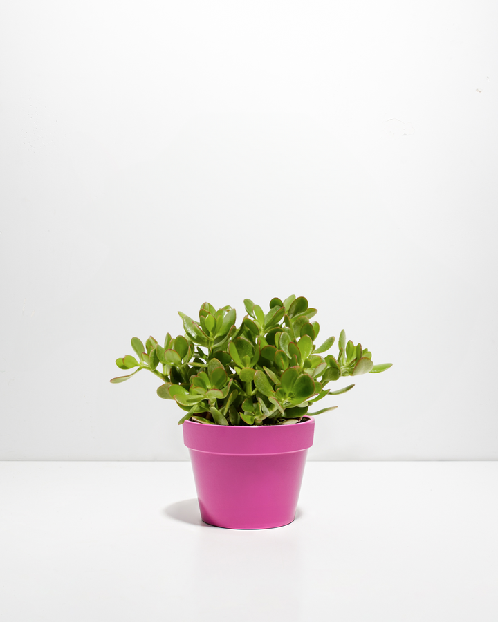 Jade Plant (Crassula ovata) in a 6-inch bright pink ceramic pot with full green succulent foliage on a white background