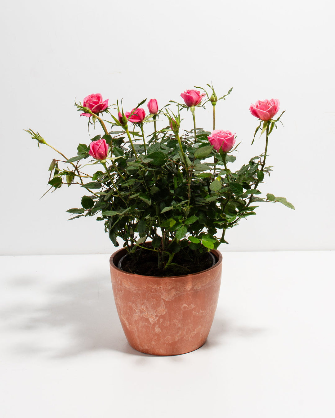 6-inch Pink Miniature Rose (Rosa chinensis minima) in a round terracotta pink marbled ceramic pot with multiple blooming and budding deep pink roses on dark green thorny stems on a white background