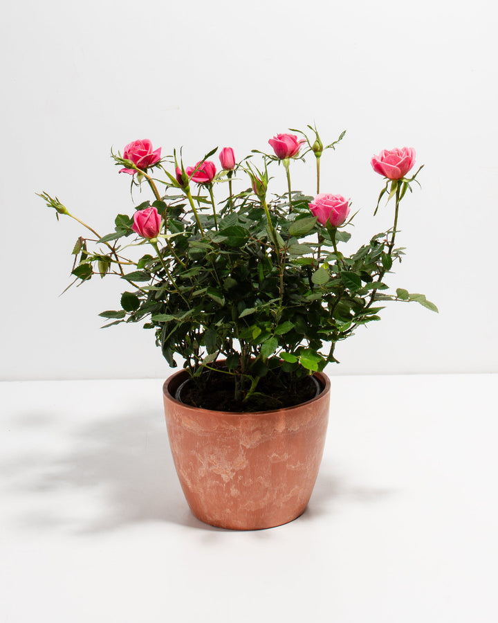 6-inch Pink Miniature Rose (Rosa chinensis minima) in a round terracotta pink marbled ceramic pot with multiple blooming and budding deep pink roses on dark green thorny stems on a white background