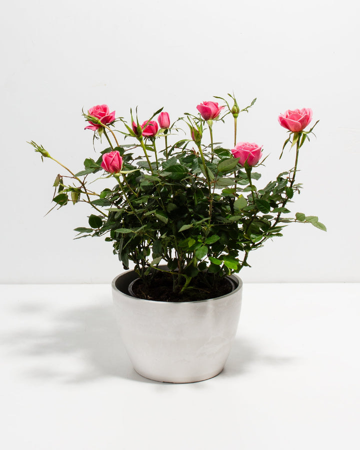 6-inch Pink Miniature Rose (Rosa chinensis minima) in a round glossy white ceramic pot with multiple blooming and budding deep pink roses on dark green thorny stems on a white background