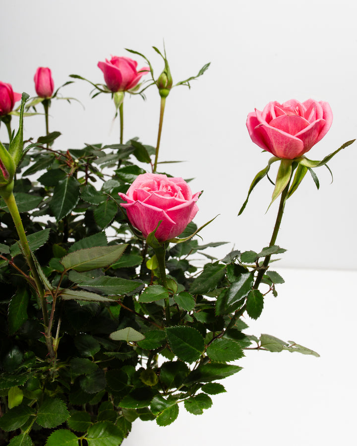 Pink Miniature Rose (Rosa chinensis minima) close-up detail of fully open and budding deep pink blooms with layered petals on thorny stems with dark green serrated leaves on a white background