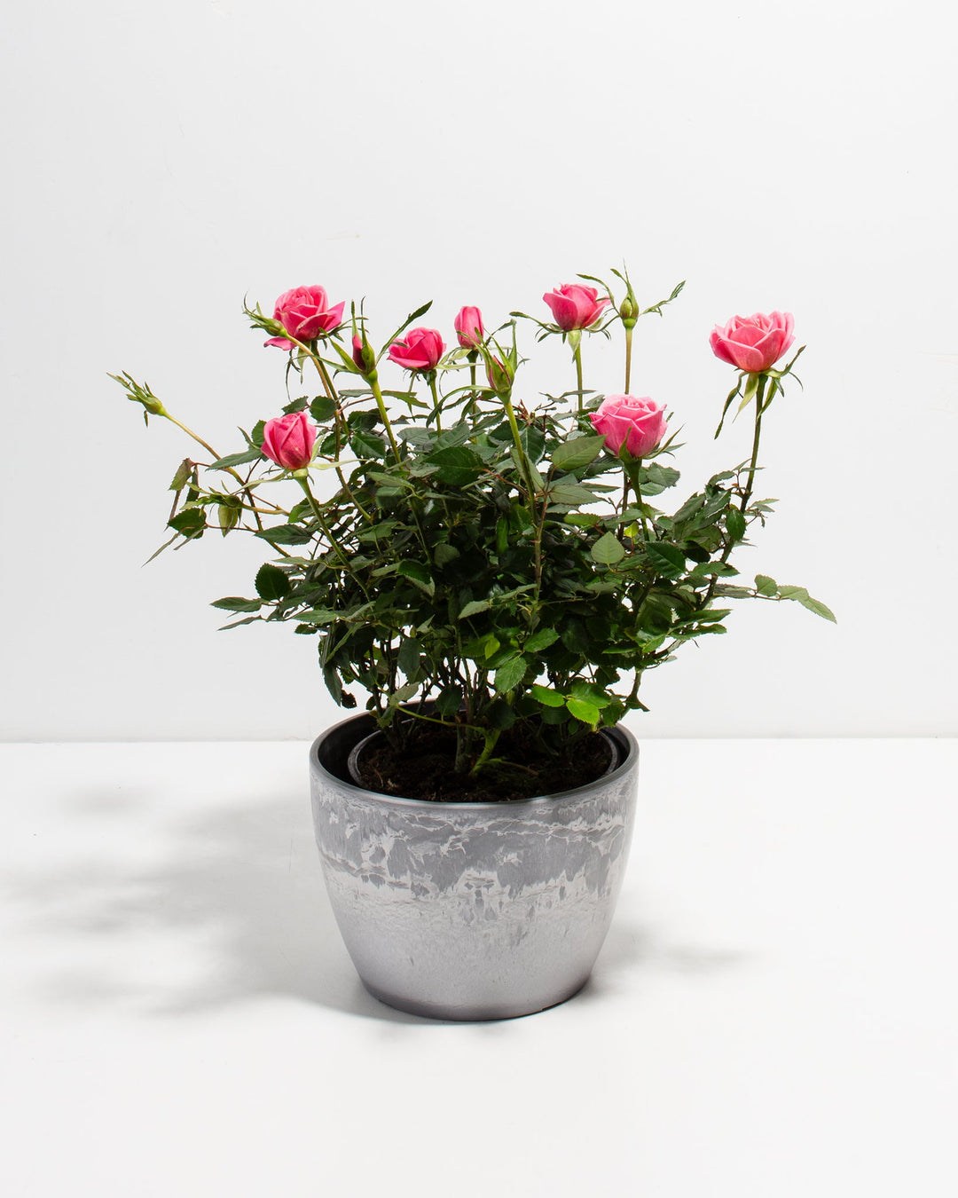 6-inch Pink Miniature Rose (Rosa chinensis minima) in a round grey marbled ceramic pot with multiple blooming and budding deep pink roses on dark green thorny stems on a white background