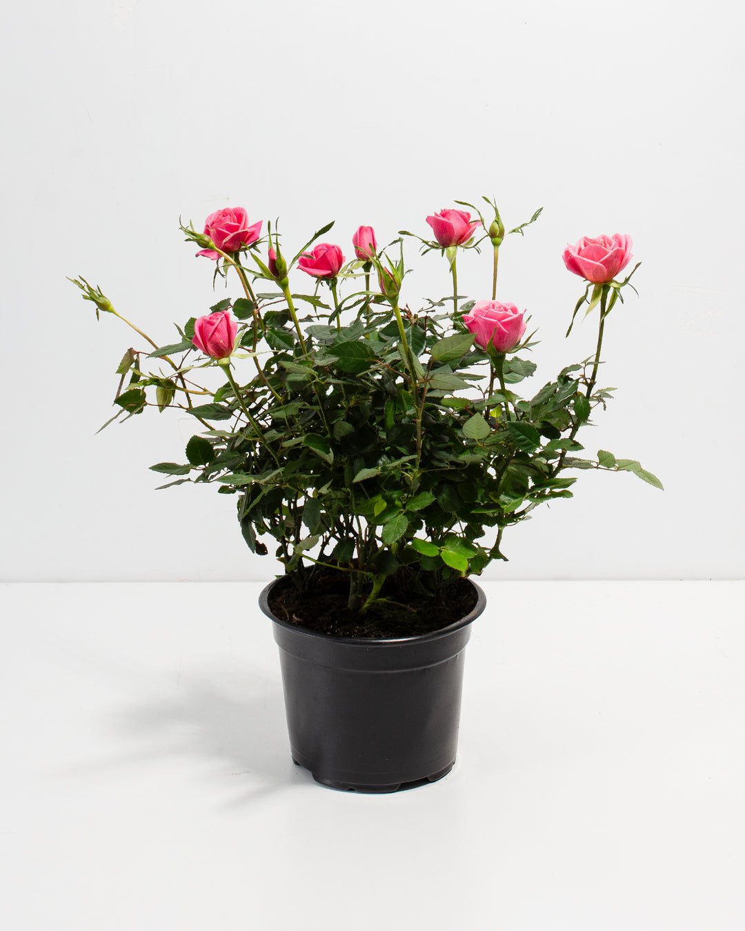 6-inch Pink Miniature Rose (Rosa chinensis minima) in a black nursery grower pot with multiple blooming and budding deep pink roses on dark green thorny stems on a white background