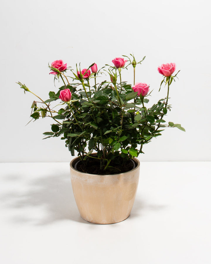6-inch Pink Miniature Rose (Rosa chinensis minima) in a round cream marbled ceramic pot with multiple blooming and budding deep pink roses on dark green thorny stems on a white background