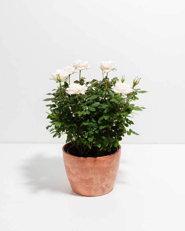 Snow White Miniature Rose 6-inch in copper-tone terracotta eco pot with full white blooms – live potted rose bush for weddings and special occasion gifting