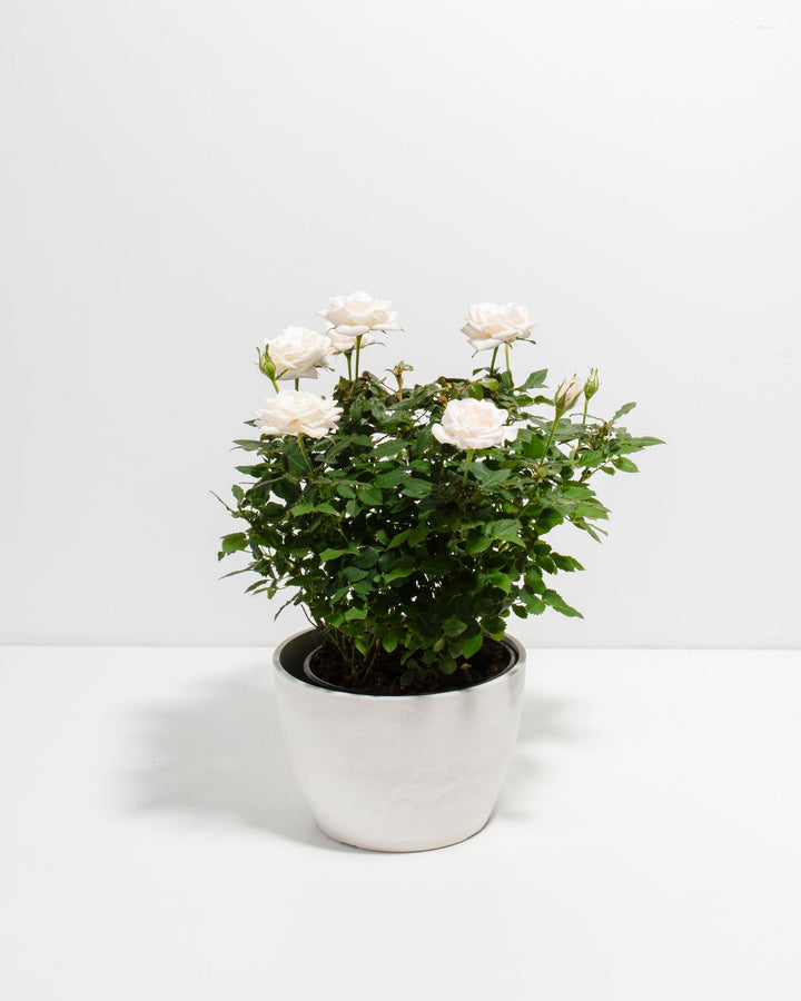 Snow White Miniature Rose 6-inch in glossy white coconut eco pot with multiple cream blooms – full size flowering rose bush for elegant home gifting