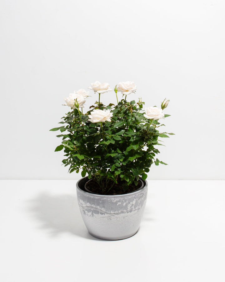 Snow White Miniature Rose 6-inch in grey stone-texture eco pot with abundant cream blooms – large flowering indoor rose plant for sympathy or congratulations gifting