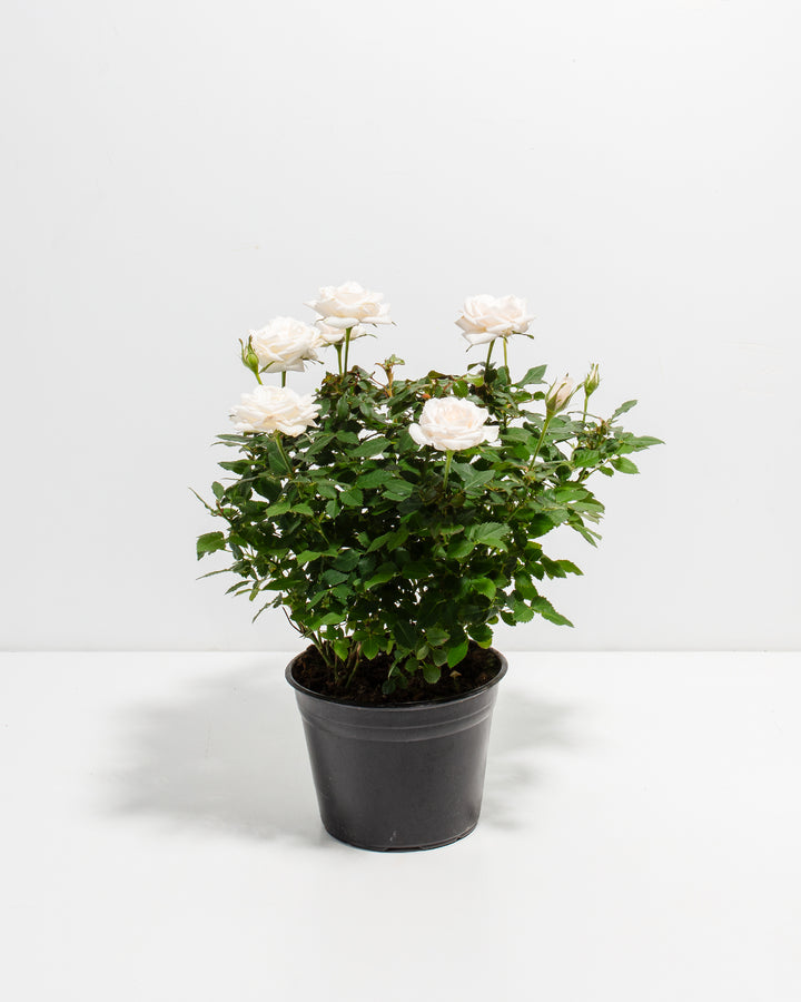 Snow White Miniature Rose 6-inch full plant view in black grower pot with multiple open blooms – live white rose bush ready to ship nationwide