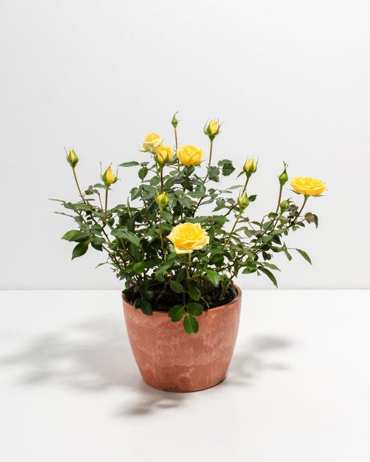 Lemon yellow miniature rose plant in a terracotta ceramic pot with open blooms and buds casting shadows on a white surface