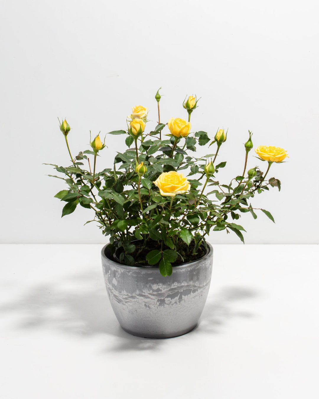 Lemon yellow miniature rose plant in a grey metallic ceramic pot with open blooms and buds on a white background