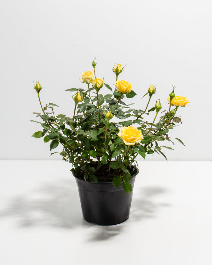 Lemon yellow miniature rose plant in a black grower pot with multiple open blooms and buds on a white background