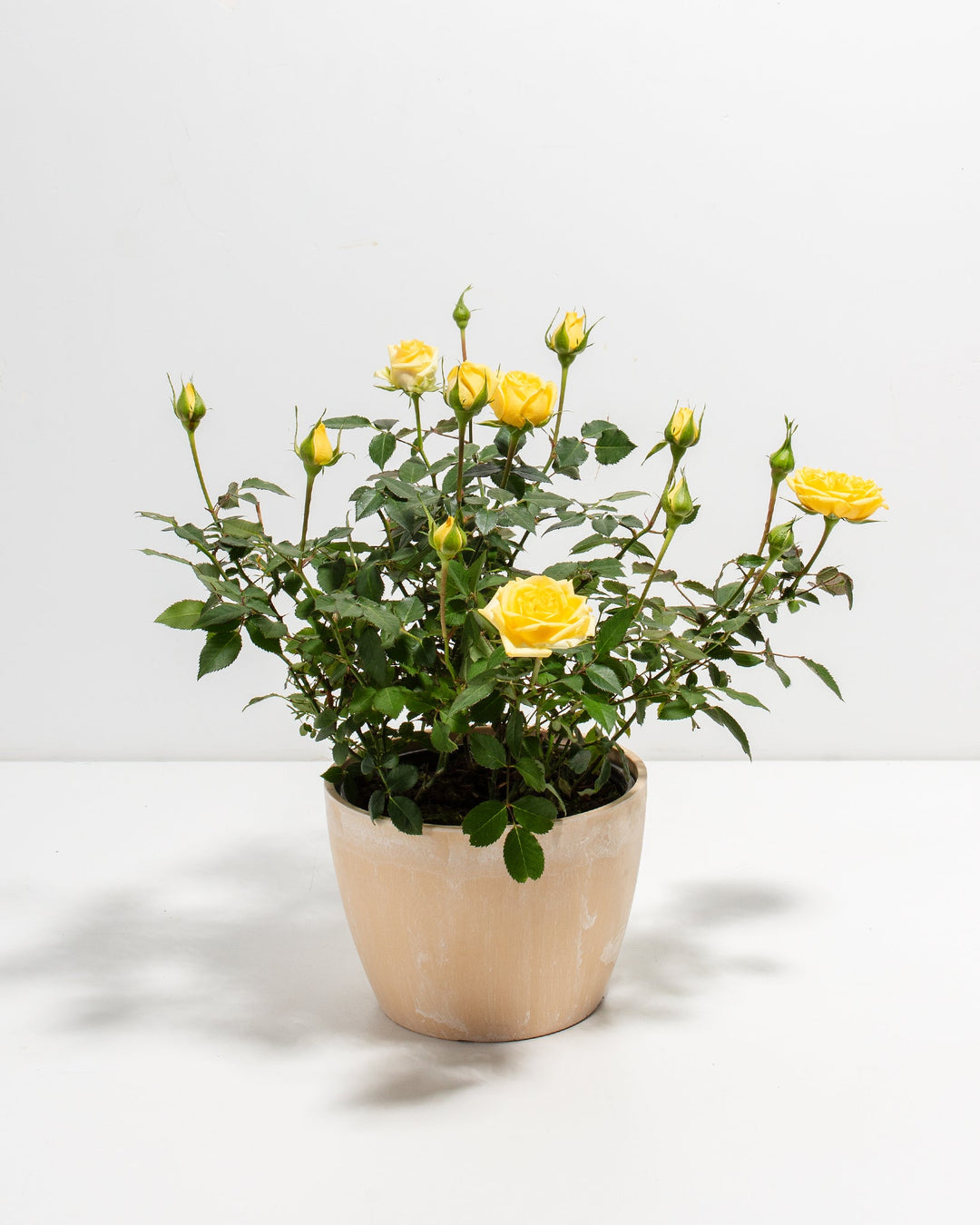 Lemon yellow miniature rose plant in a macadamia beige ceramic pot with open blooms and buds casting shadows on a white surface
