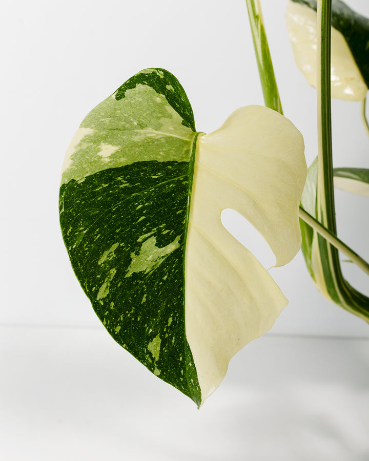 A close-up detail of a Monstera Thai Constellation leaf, highlighting a large creamy-white variegated section and speckled green patterns with unique fenestrations against a white background.