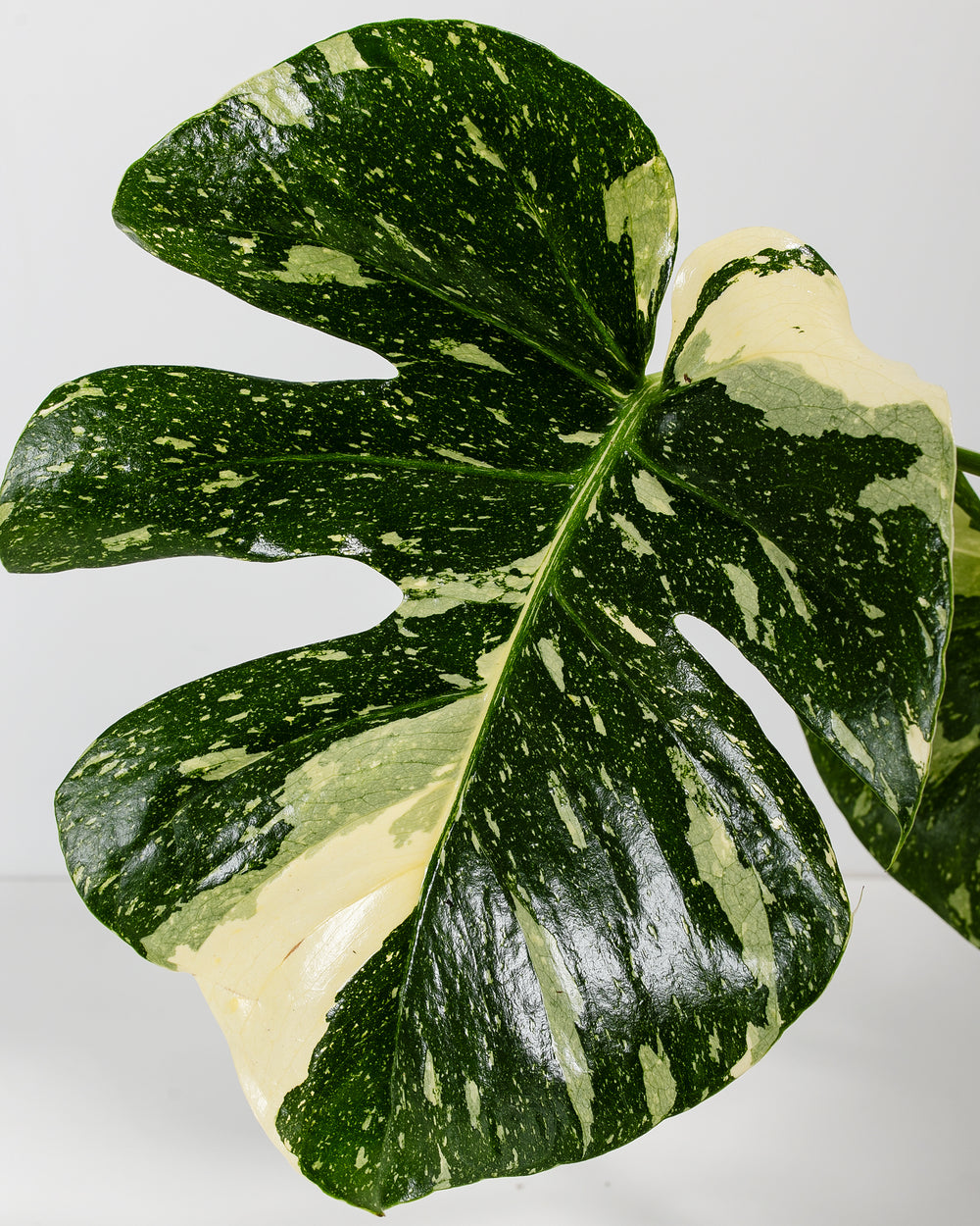 A close-up detail of a Monstera Thai Constellation leaf, highlighting its unique fenestrations and striking creamy-white "starry night" speckled variegation against deep green against a white background.