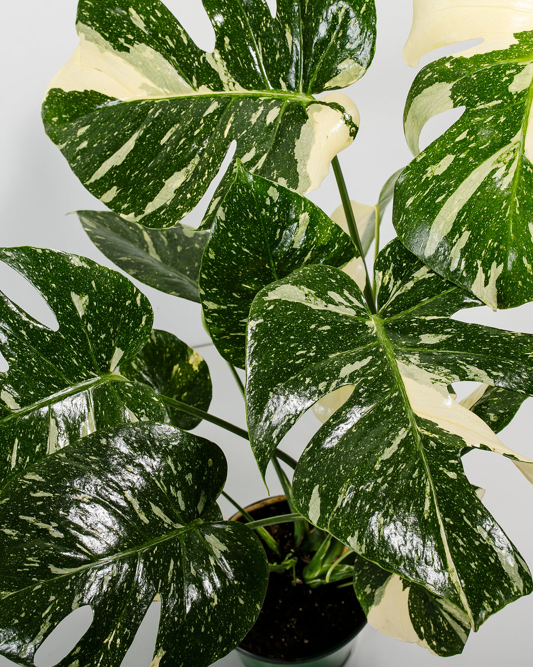 A top-down detail view of a Monstera Thai Constellation plant, showcasing several large, fenestrated green leaves with intricate creamy-white speckled variegation against a white background.