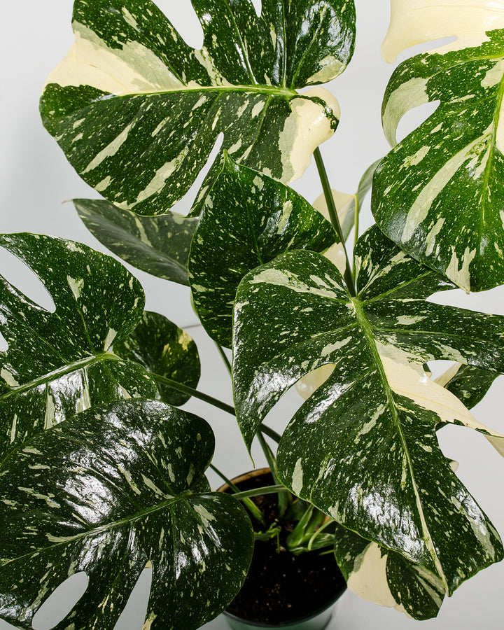 A top-down detail view of a Monstera Thai Constellation plant, showcasing several large, fenestrated green leaves with intricate creamy-white speckled variegation against a white background.