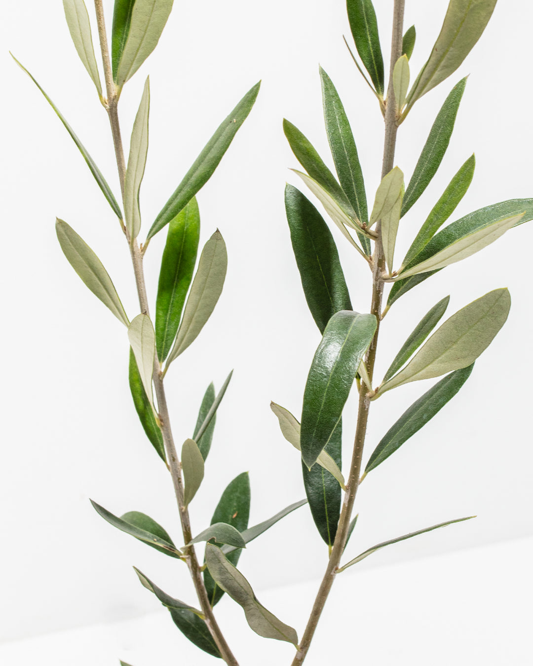 Olive Grove Delight Bundle live olive tree branch close-up showing silvery green elongated leaves – Olea europaea foliage detail for indoor or patio growing