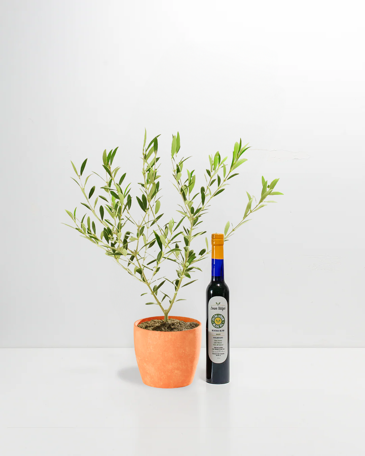 Olive Grove Delight Bundle with live olive tree in terracotta eco pot and Loam Ridges extra virgin olive oil – gourmet foodie and plant lover gift set