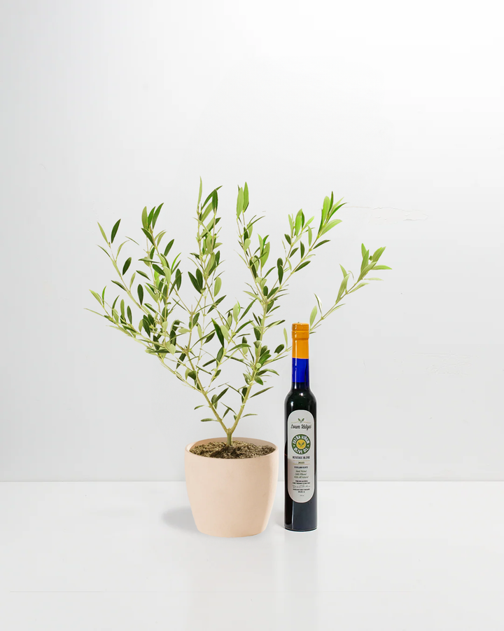 Olive Grove Delight Bundle featuring live olive tree in blush eco pot paired with Loam Ridges extra virgin olive oil – unique gourmet plant gift set
