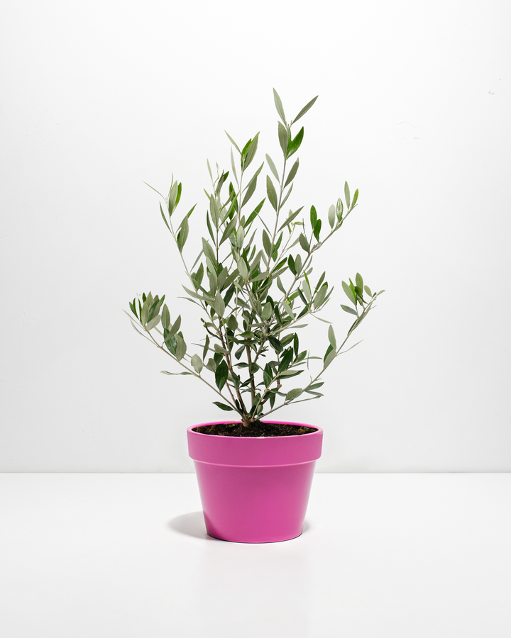 Medium-sized Olive Tree with a slender, woody trunk and silvery-green leaves, housed in a vibrant pink ceramic pot, centered against a minimalist white background with a soft shadow.