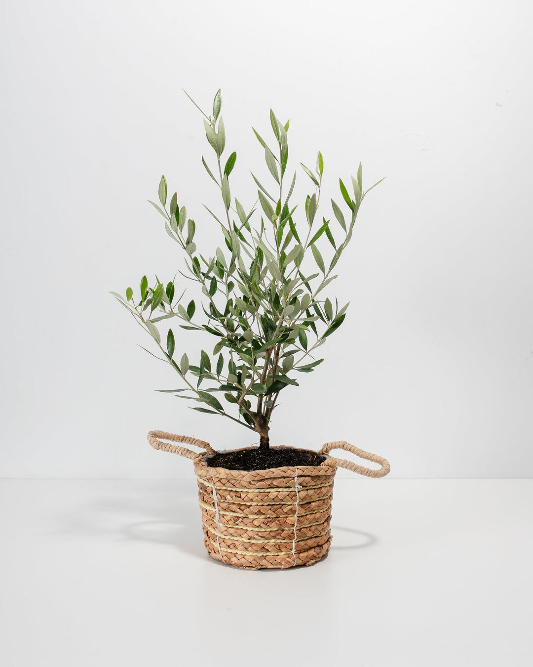 Olive Tree with a slender, woody trunk and silvery-green leaves, housed in a woven seagrass basket with a two-tone design, centered against a minimalist beige background with a soft shadow.