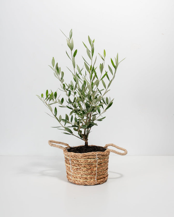 Olive Tree with a slender, woody trunk and silvery-green leaves, housed in a woven seagrass basket with a two-tone design, centered against a minimalist beige background with a soft shadow.