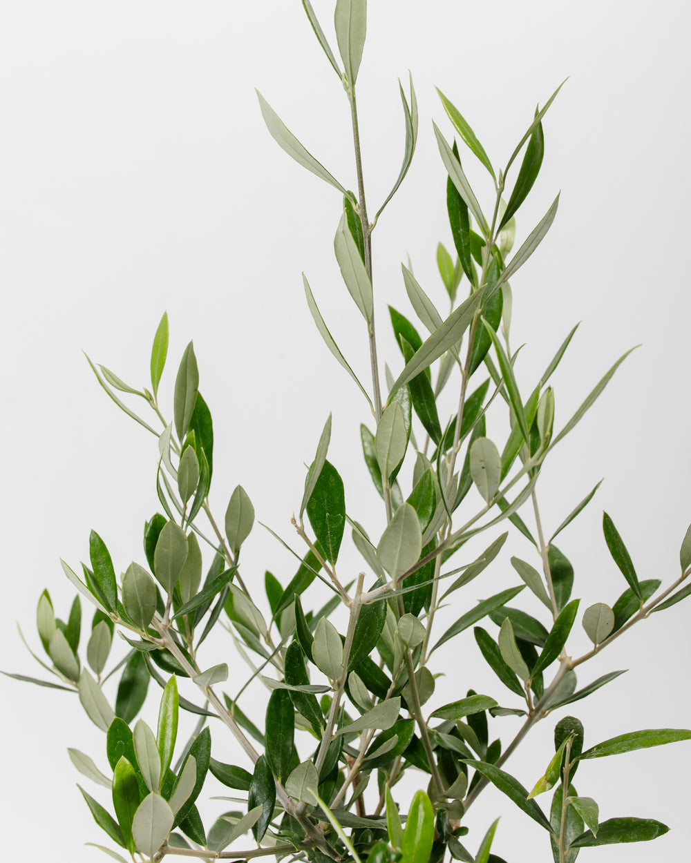 A potted indoor olive tree with silvery-leafed branches against a white background.